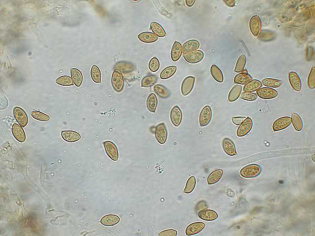 Galerina spec. Cod.: DSCN 5028